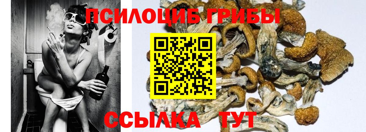 Армавир  Псилоцибиновые грибы Cubensis  как найти наркотики  Вход с VPN 